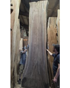 Black Walnut