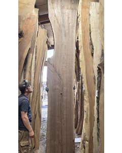Black Walnut