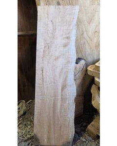 Big Leaf Maple 