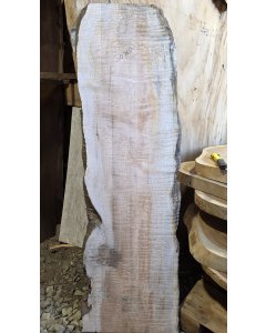 Big Leaf Maple