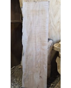 Big Leaf Maple 
