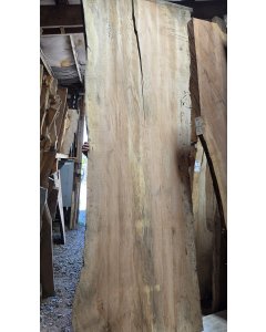 Big Leaf Maple 