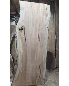 Big Leaf Maple 
