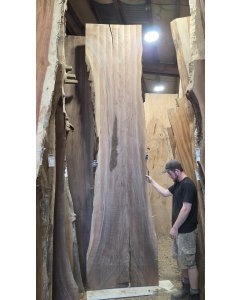 Black Walnut 
