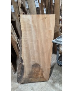 Big Leaf Maple 