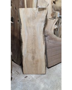 Big Leaf Maple 