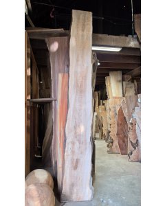 Big Leaf Maple 