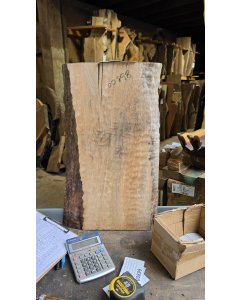 Big Leaf Maple 