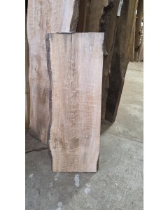 Big Leaf Maple 