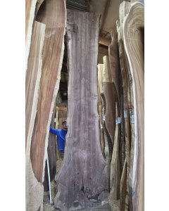 Black Walnut 