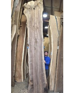 Black Walnut