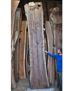 Black Walnut