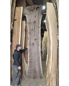 Black Walnut