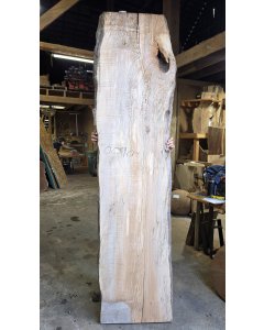 Big Leaf Maple