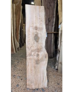 Big Leaf Maple