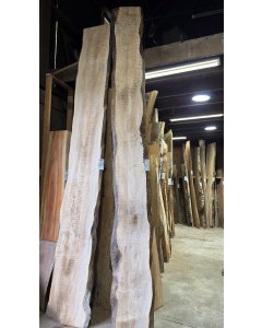 Big Leaf Maple