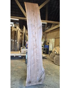 Black Walnut