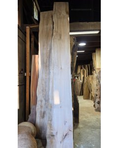 Big Leaf Maple