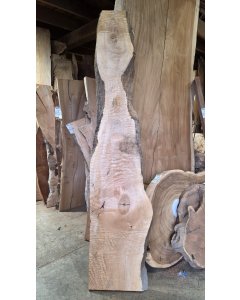 Big Leaf Maple