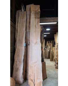 Big Leaf Maple 