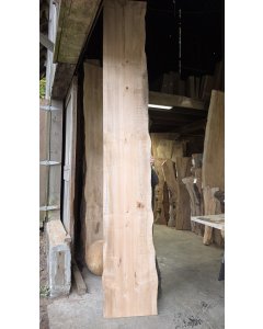 Big Leaf Maple