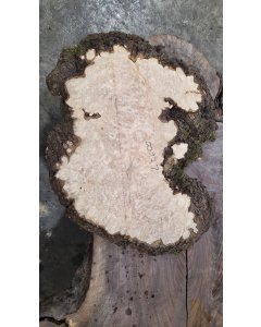 Maple Burl 