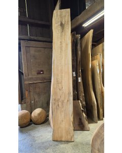Big Leaf Maple
