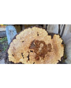 Maple Burl