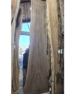 Black Walnut 