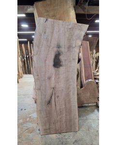 Black Walnut