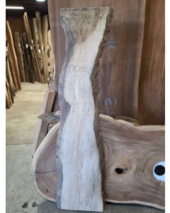 Big Leaf Maple