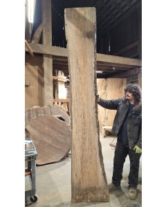 Big Leaf Maple